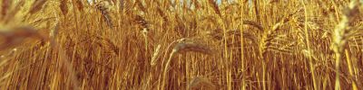 Wheat and Barley