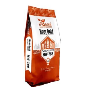 noor gold compressed