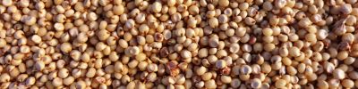 Sorghum